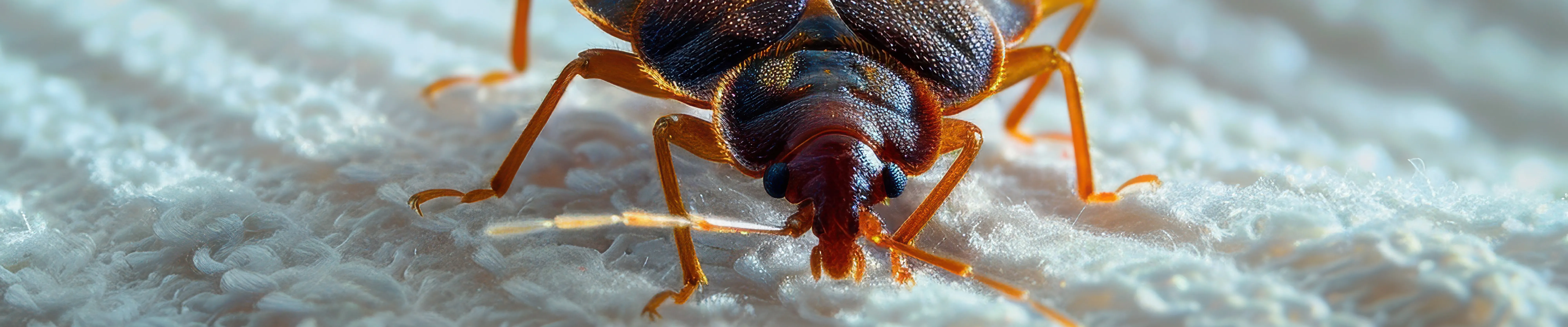 carpet cleaning in new jersey, carpet cleaning in new york, carpet cleaning new jersey, carpet cleaners in new jersey, carpet cleaners in new york, commercial carpet cleaning, commercial carpet cleaning in new jersey, new jersey rug cleaners, rug cleaning services in new jersey, same day carpet cleaning, same day rug cleaning